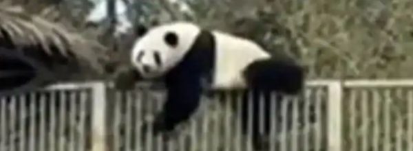 चिड़ियाघर में पांडा का वीडियो वायरल, ऐसे बाड़े से बच निकला पांडा