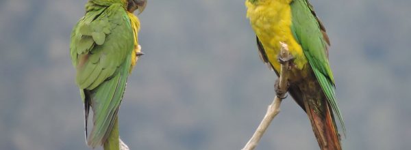 तोतों की संख्या में आ रही गिरावट, 356 में से 123 प्रजातियां विलुप्ति की कगार पर पहुंची