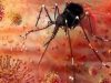 कानपुर में में जीका का खतरा अभी टला नहीं, नए मच्छर आर्मीगेरेस की ब्रीडिंग मिली