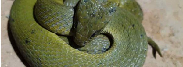 छत्तीसगढ के कोरबा में पहली बार दिखा दुर्लभ प्रजाति का Keelback Snake, पलक झपकते होता है गायब