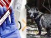 चमगादड़ नहीं, कुत्ते से दुनिया भर में फैला कोरोना वायरस? चीन में मिले सैंपल से हड़कंप