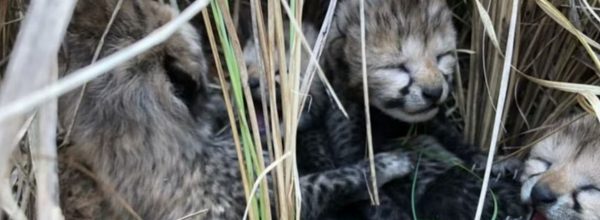 कूनो नेशनल पार्क में बढ़ा चीतों का कुनबा, मादा चीता सियाया ने चार शावकों को दिया जन्म