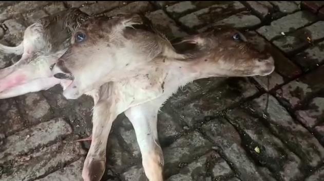 Kanpur: गाय ने दिया दो सिर वाले बच्चे को जन्म, मचा कौतुहल, फिर हुआ ऐसा